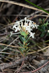 Pimelea alpina