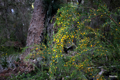 Bossiaea linophylla