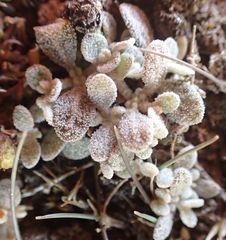 Atriplex buchananii