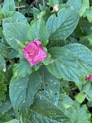 Salvia wagneriana image