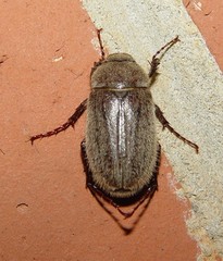 Phyllophaga crenulata