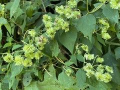 Montagnaea atriplicifolia image