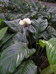 Tacca integrifolia