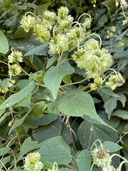 Montagnaea atriplicifolia image