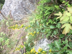 Solidago randii