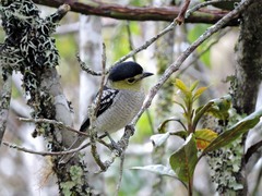 Pachyramphus versicolor