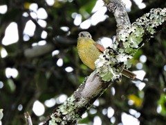 Pachyramphus versicolor