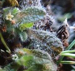 Myosotis brevis