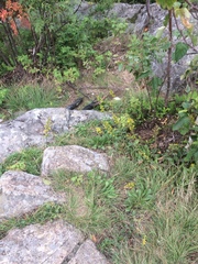 Solidago randii