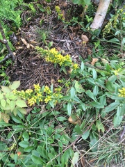 Solidago randii