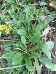 Solidago randii