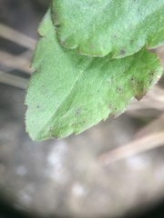 Solidago randii