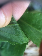 Solidago randii