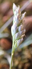 Poa maniototo