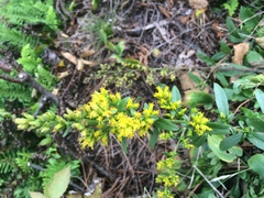 Solidago randii