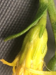 Solidago randii