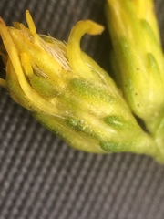 Solidago randii