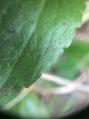 Solidago randii