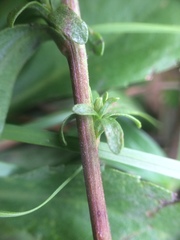 Solidago randii