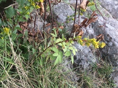 Solidago randii