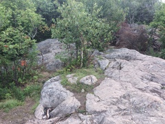 Solidago randii