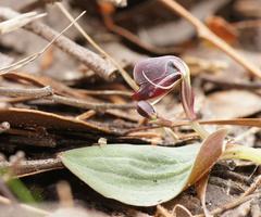 Corybas unguiculatus