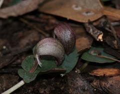 Corybas aconitiflorus