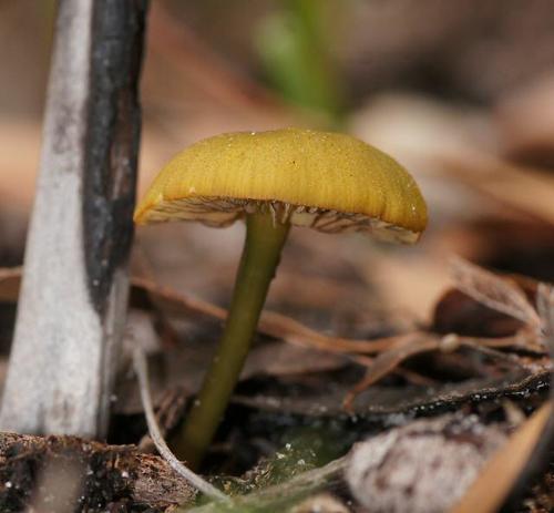 Entoloma rodwayi image
