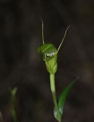 Pterostylis alveata