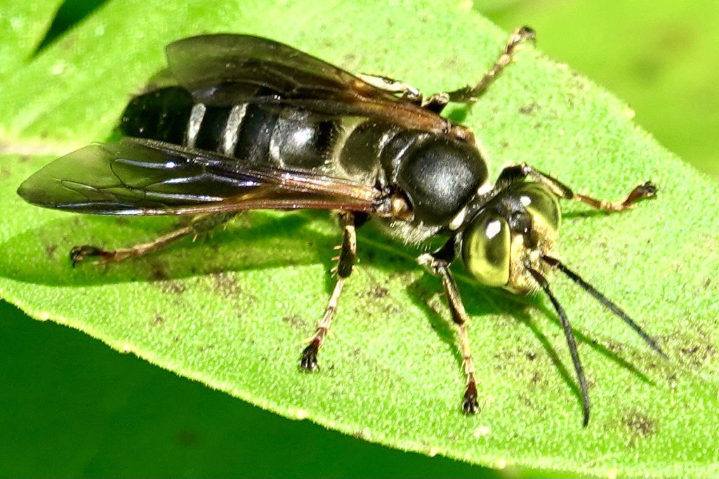 Tachytes guatemalensis