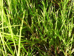 Leptobasis vacillans