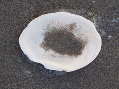 Psammobiidae