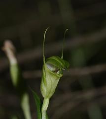 Pterostylis alveata