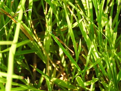 Leptobasis vacillans