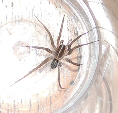 Lycosidae