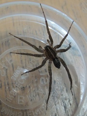 Lycosidae