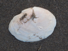 Psammobiidae