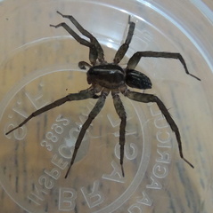 Lycosidae