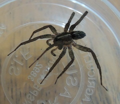 Lycosidae