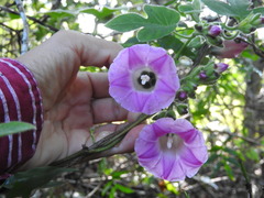 Ipomoea peteri