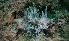 Dendrochirus barberi