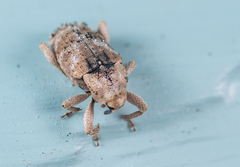 Mitrastethus baridioides