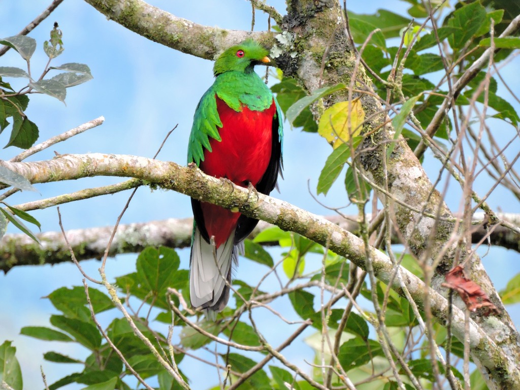 Crested Quetzal (Pharomachrus antisianus) photo