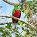 Crested Quetzal - Photo (c) Edwin Múnera Chavarría, some rights reserved (CC BY-NC), uploaded by Edwin Múnera Chavarría
