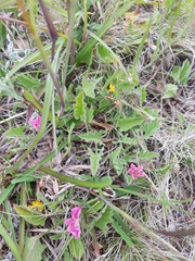 Convolvulus angustissimus