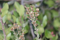 Hazardia squarrosa grindelioides