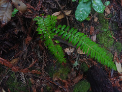 Polystichum californicum