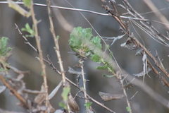 Hazardia squarrosa grindelioides