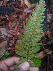 Polystichum californicum