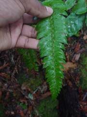 Polystichum californicum